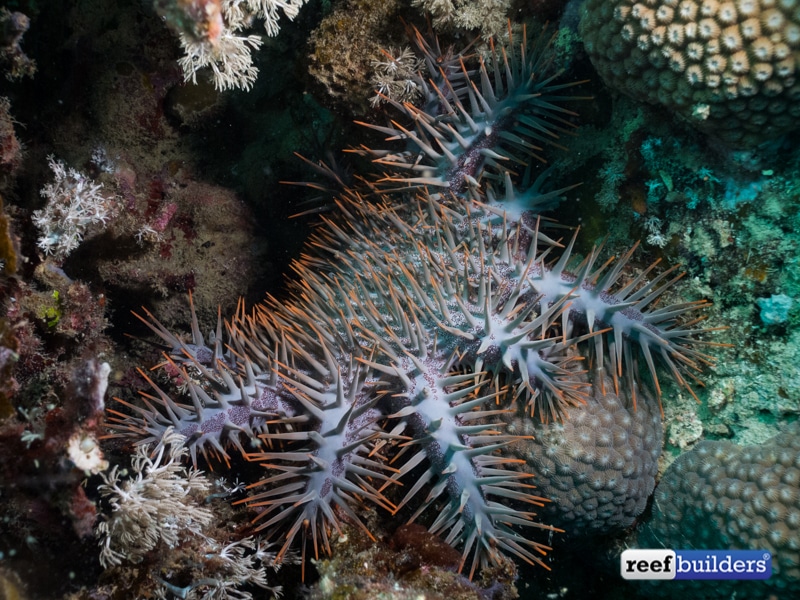 The Crown-of-Thorns Sea Star - Whats That Fish!