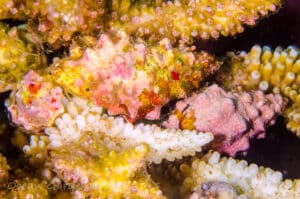 drupella-the-silent-coral-killers-you-need-to-know-ocean-gardener