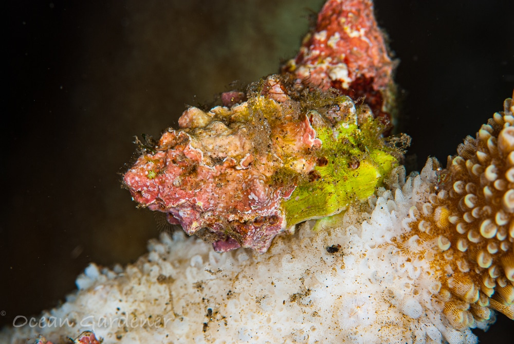 Large Drupella Snail grazing on coral tissue.