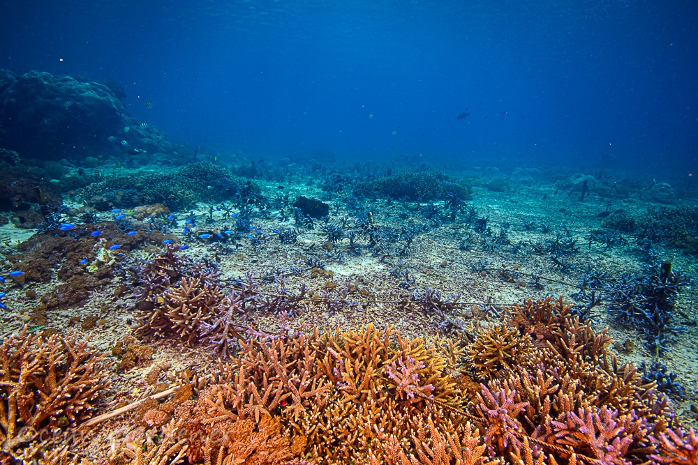 PLANT 200 CORALS - Ocean Gardener