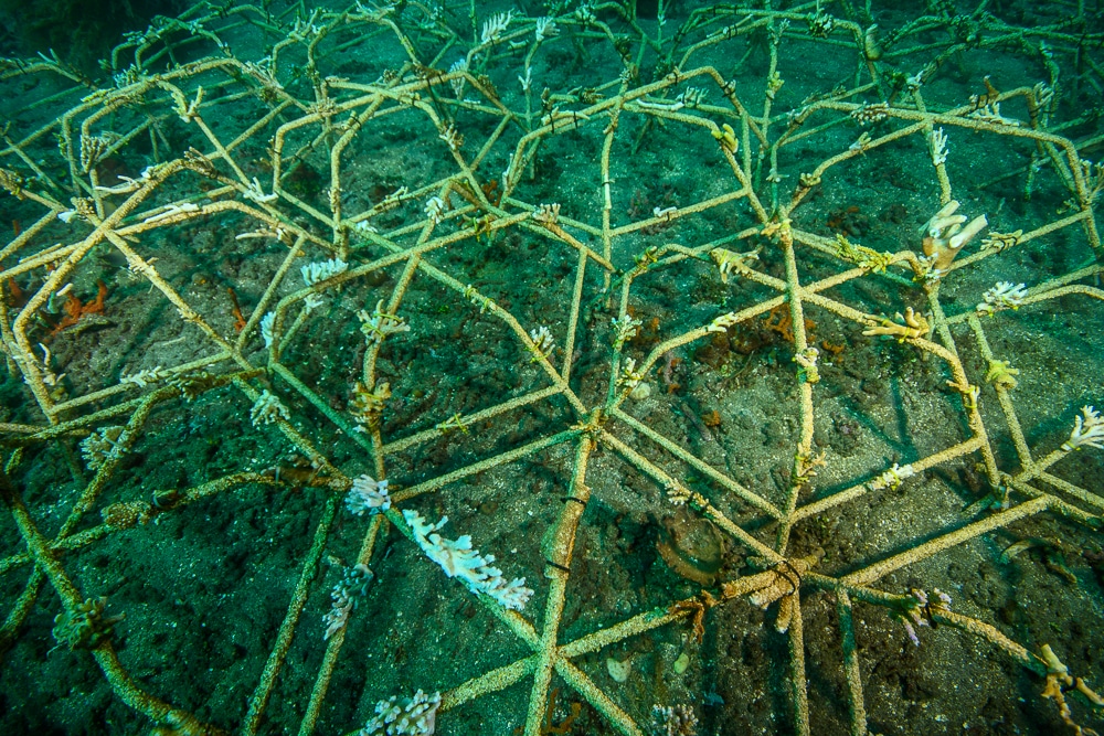 A picture of a failed planting where corals were exposed to air and sunlight. Many coral fragments died on the reef stars.