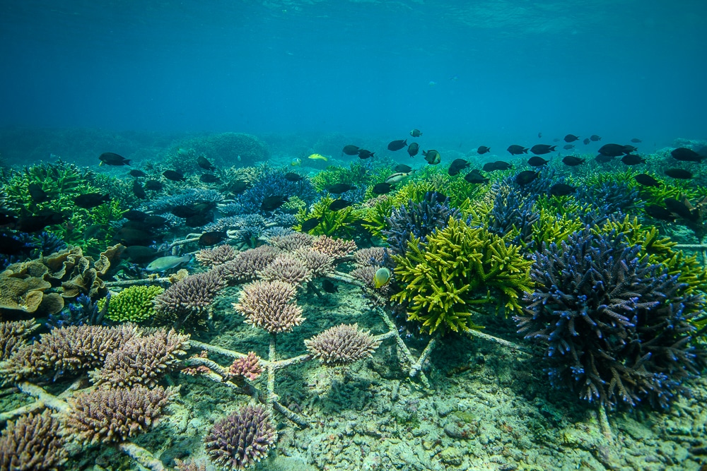 Shallow water acropora growing well on these reef stars.