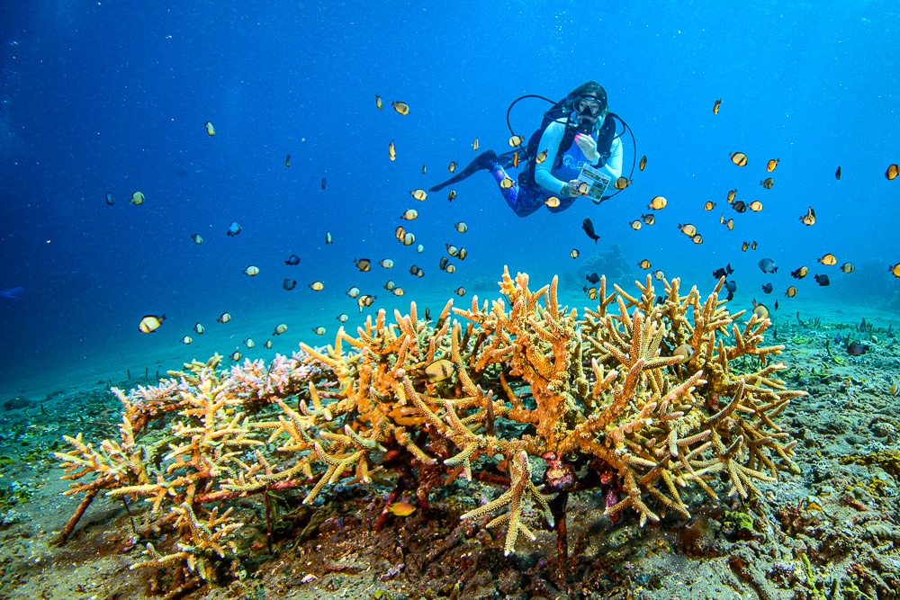 Artificial Coral Reefs - Types, Reasons, Pros and Cons - More Fun