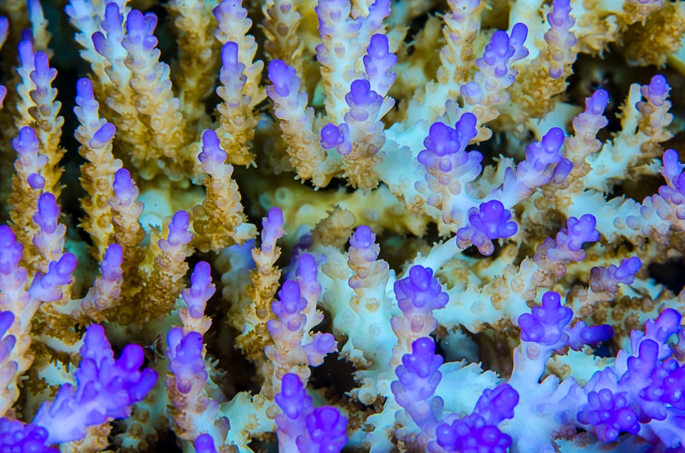 Acropora muricata - Marine Savers