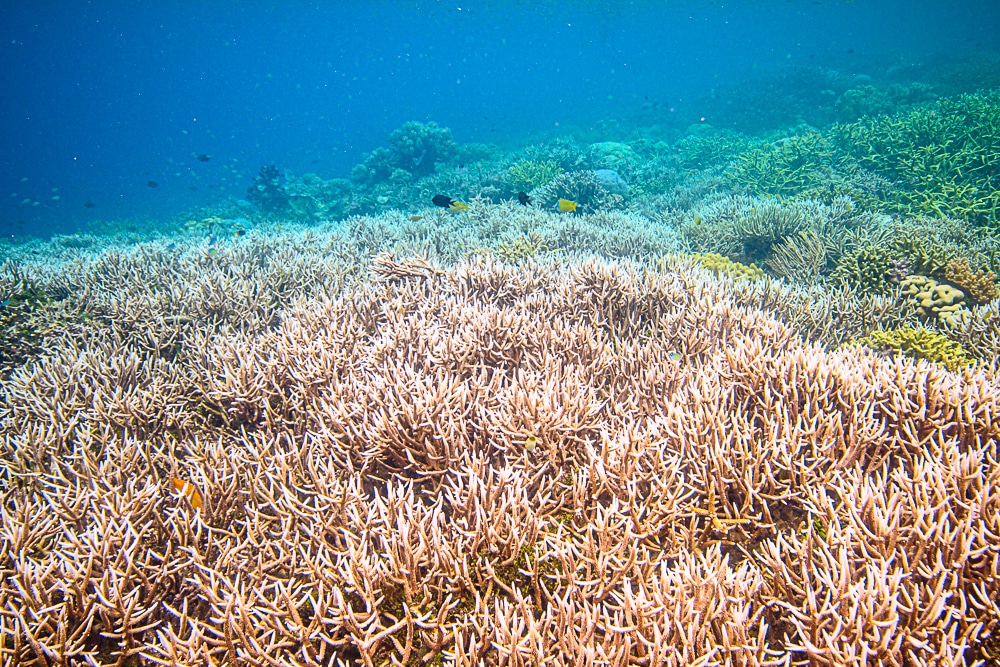 What can we do in case of coral bleaching? - Ocean Gardener