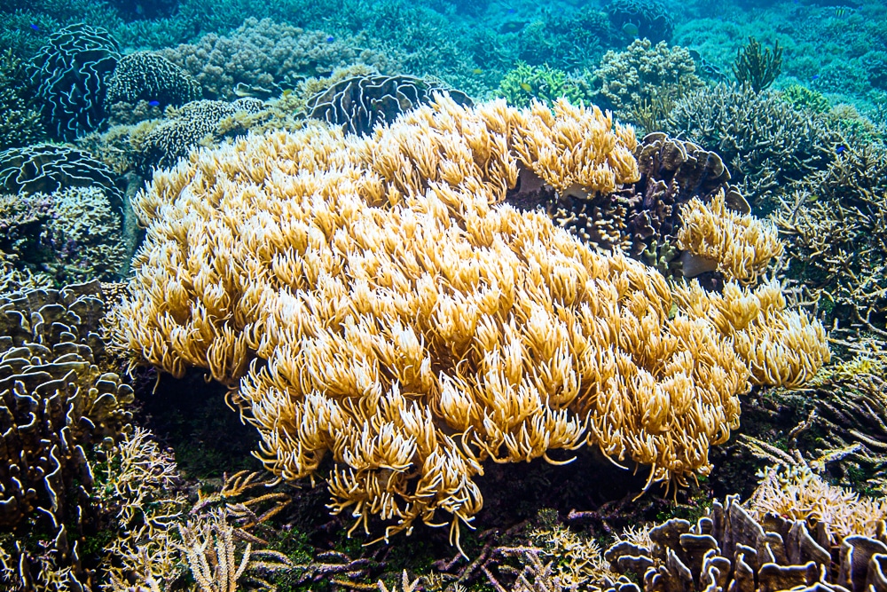 Acropora muricata - Marine Savers