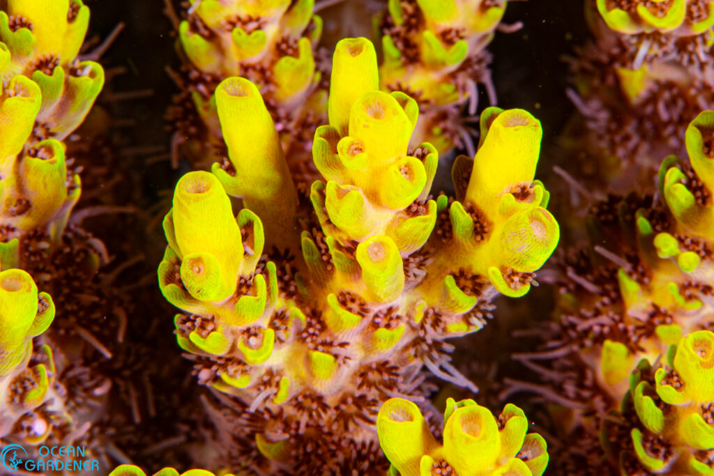 Close up of Axial and Radial corallite are characteristic of Acropora