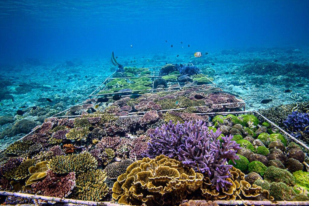 Our Coral Nursery in Amed, Bali where we harvest fragments for coral restoration.