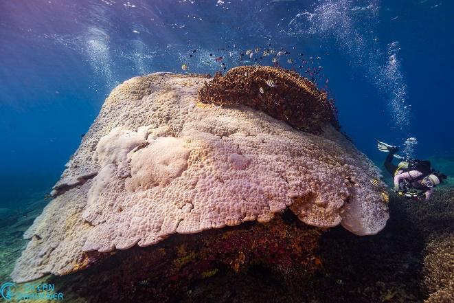 Large colony of porites in Ped, Nusa Penida