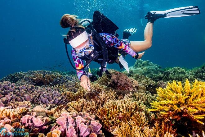 Scuba diver collecting drupella snails as part of maintenance work in coral restoration site
