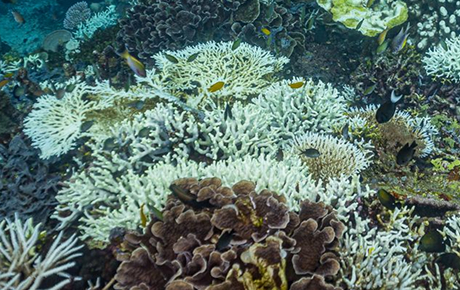 Bleach coral colony