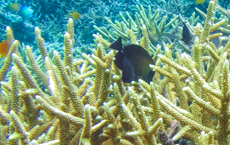 Hard coral