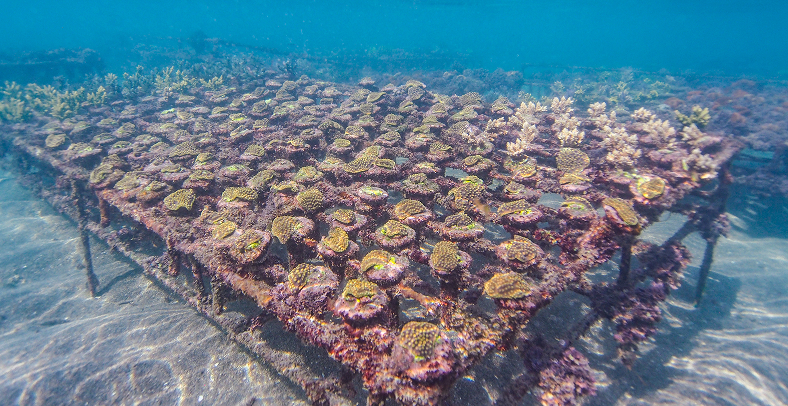 A bed of coral fragments in a coral nursery