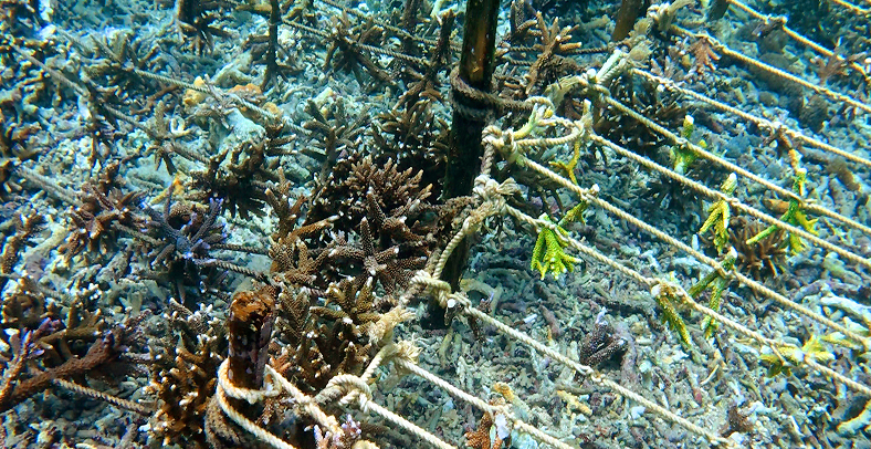 Coral ropes with Acropora fragments