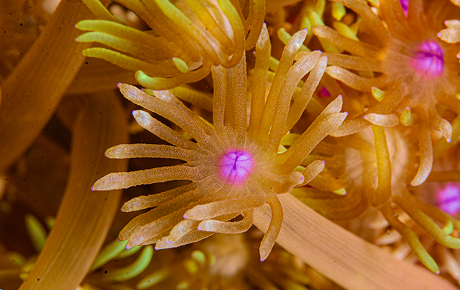 Single polyp of goniopora