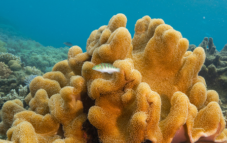 Soft leather coral hosting a fish