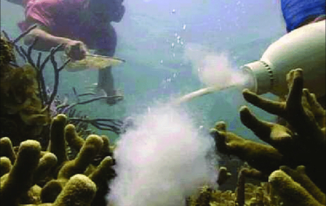 Applying cynanide to a coral colony to stun fish