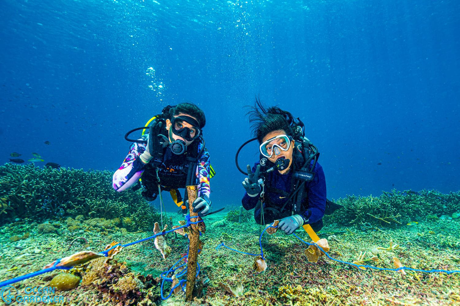 Two scuba divers working on coral restoration using rope and stake technique.