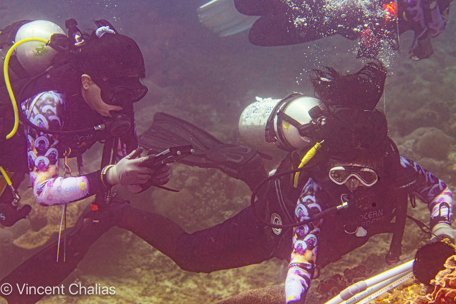 Coral restoration students in scuba gear working underwater.