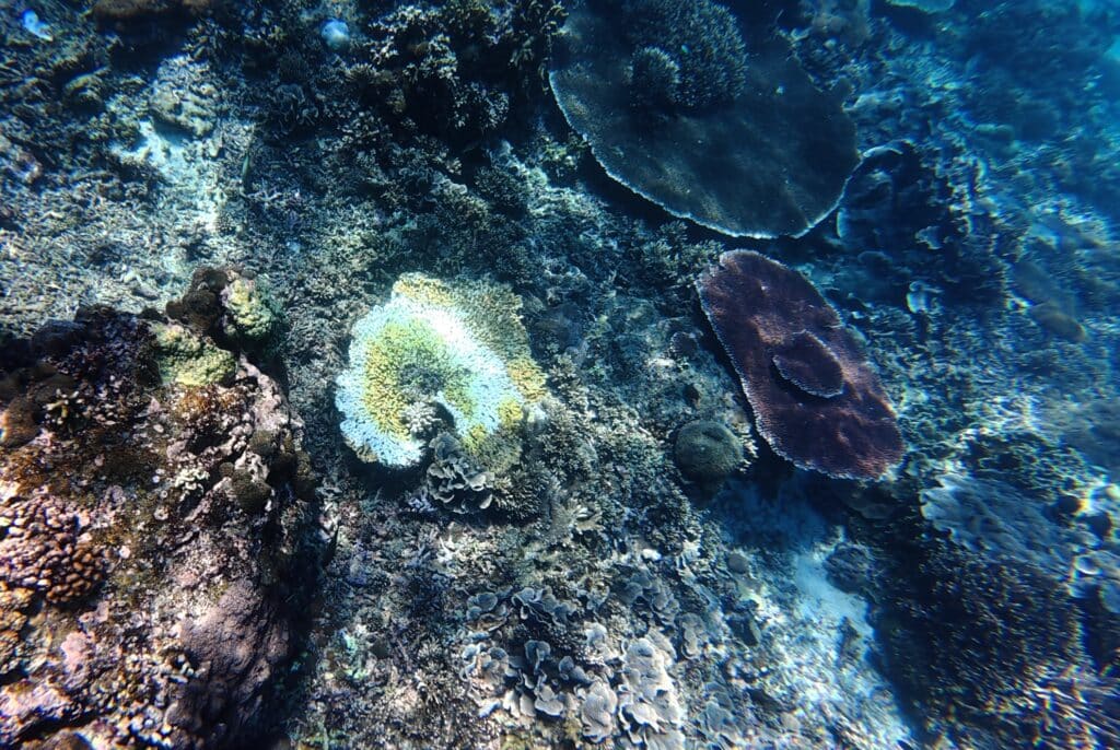 Coral bleaching on the Nusa Penida Reefs in Bali.