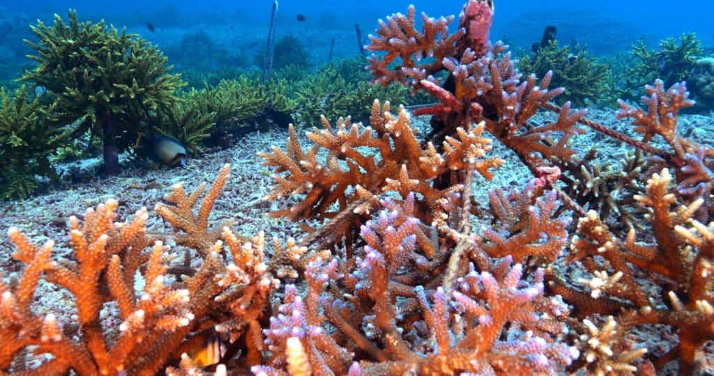 Acropora fragments in our Nusa Penida, Bali coral restoration site.