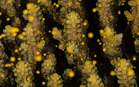 Acropora nasuta releasing eggs bundles in North Bali