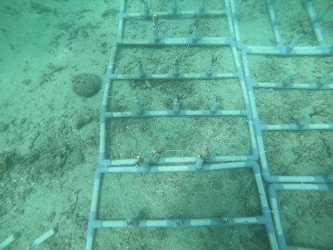 PVC coral reef racks used in Aceh