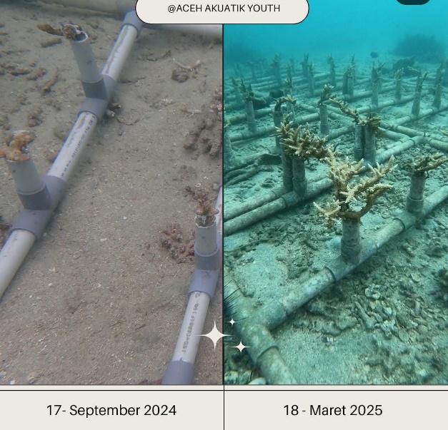 Acropora colonies showing growth in Aceh with PVC racks
