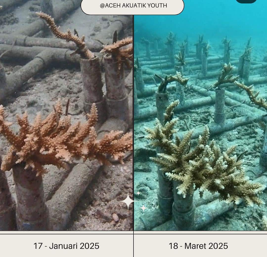 Acropora colonies showing growth in Aceh with PVC racks