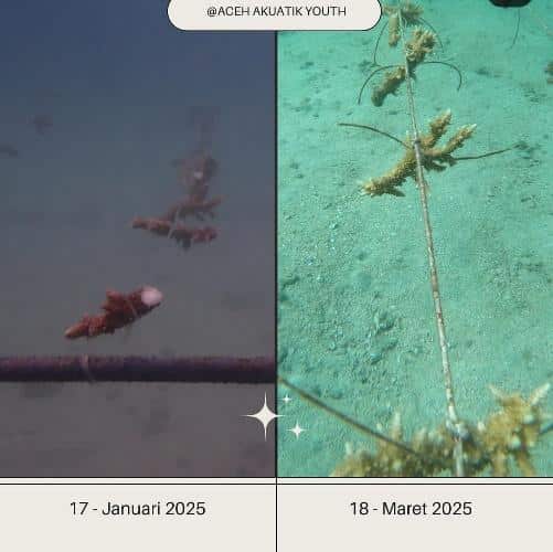A before and after of Acropora fragments in a coral restoration project by Aceh Akuatik Youth.