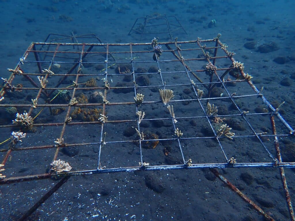 Mineral Accretion Technology - trying to speed up coral restoration with electricity in Tulamben, Bali.