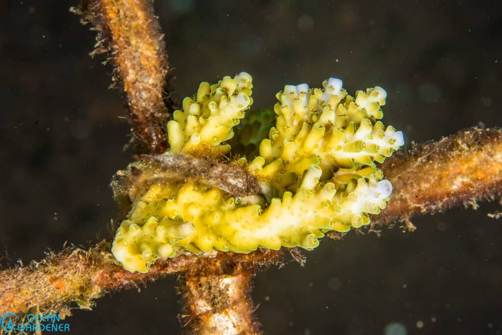 Acropora Cerealis fragment in our Tulamben, Bali, coral restoration site.