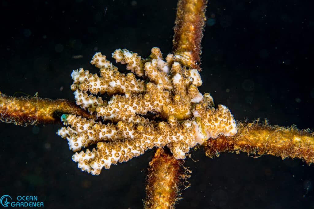 Acropora Cytherea fragment in our Tulamben, Bali, coral restoration site.