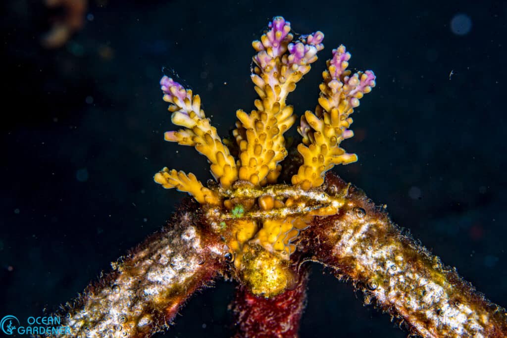 Acropora Nana fragment in our Tulamben, Bali, coral restoration site.