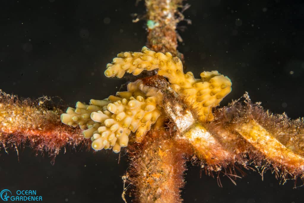 Acropora fragment overgrowing the metal ties on our coral restoration table.