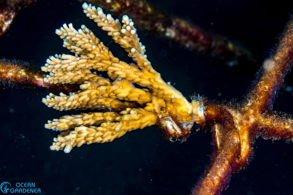 Acropora fragment in our North Bali coral restoration site.