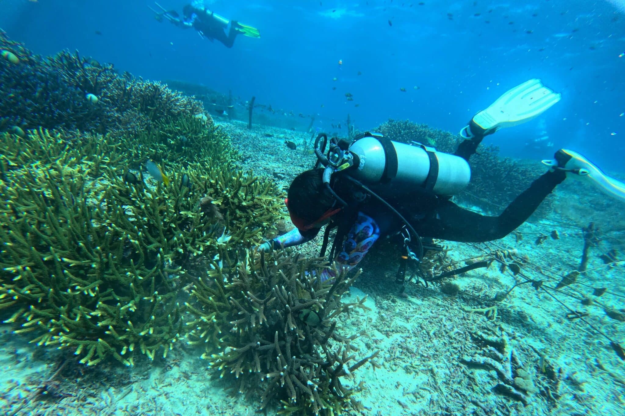 Scuba diver removing coral eating pests in Nusa Penida Restoration Site