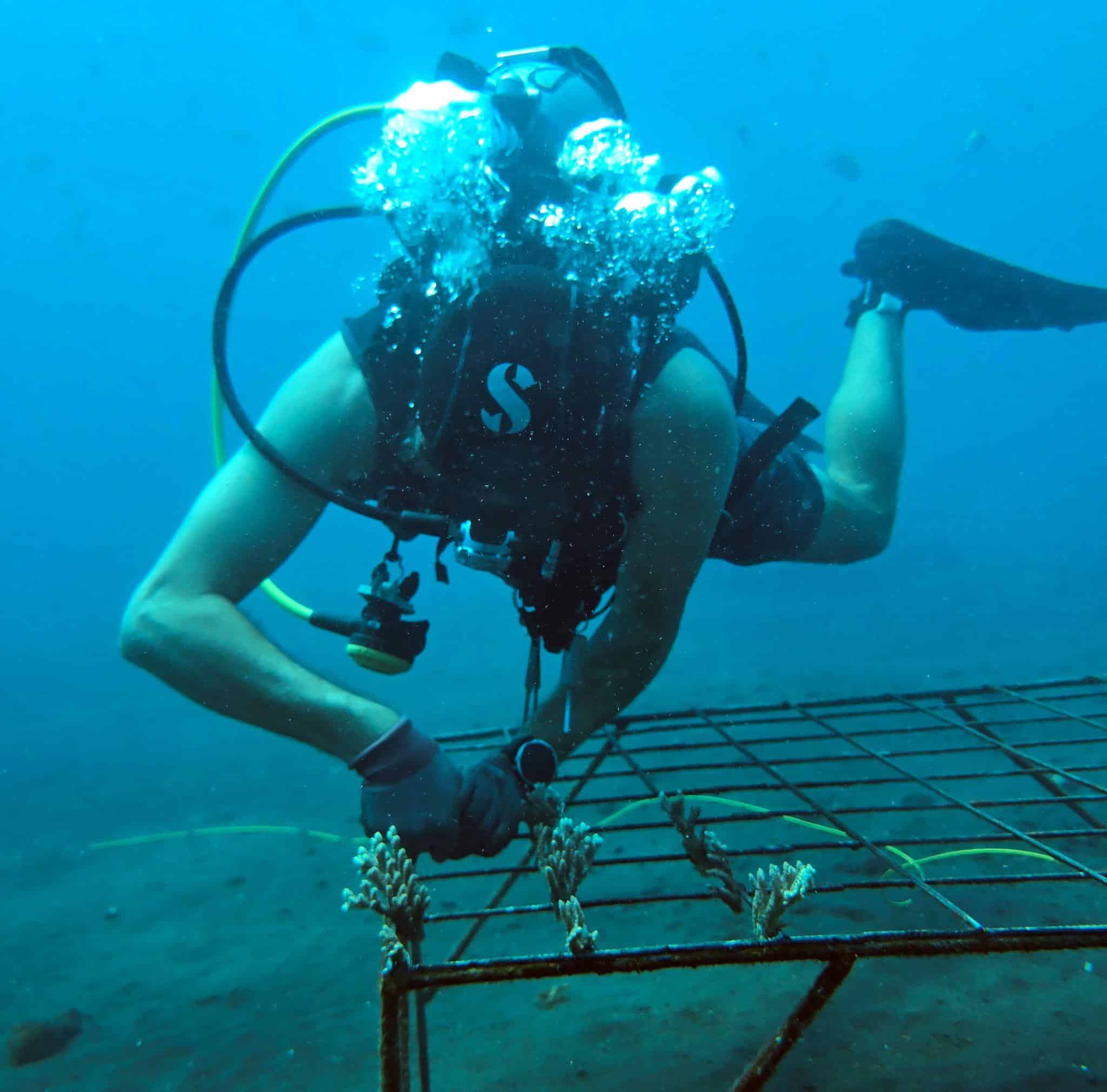 Scuba diver in Bali attaching corals to structure for coral restoration