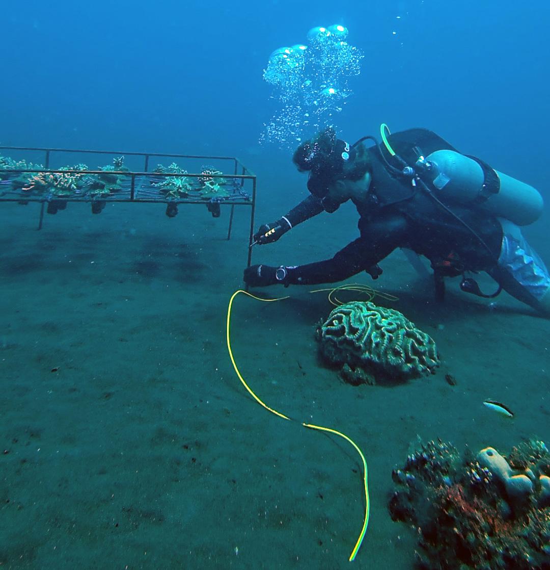 Preparing to attach the low voltage cable to a coral table in our coral restoration nursery in Bali