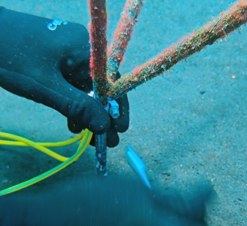 Our Mineral Accretion Technology Pilot Test - Ocean Gardener