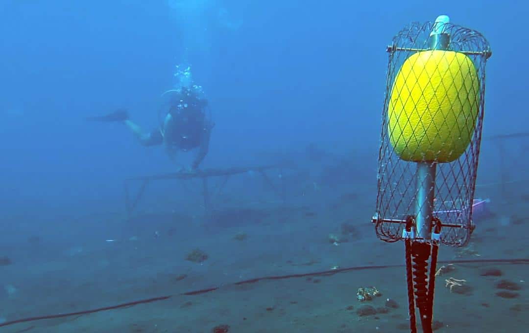A view of the mineral accretion anode with Ocean Gardener's team member attaching corals for coral restoration in Bali