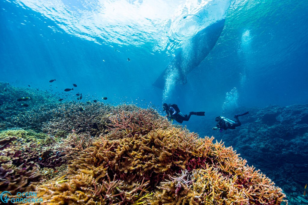 Scuba diving in the pristine reefs of Raja Ampat Indonesia