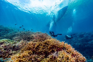 Diving in Raja Ampat