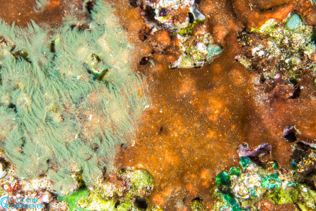 Green and red cyanobacteria smothering a coral reef