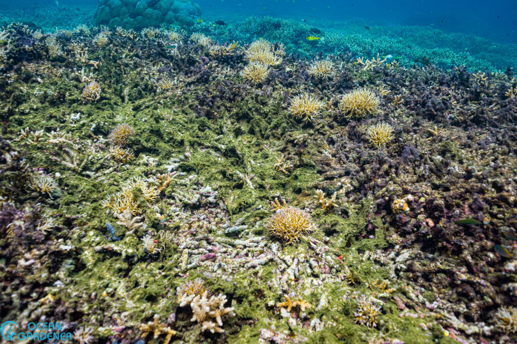 Cyanobacteria covering a coral reef