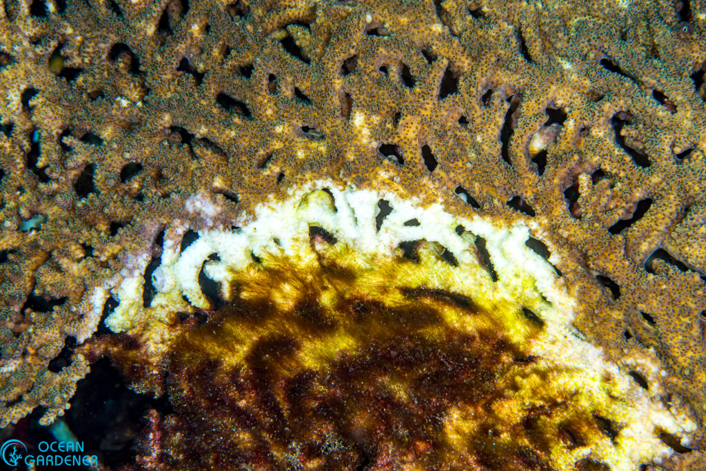 Bacterial infection with filamentous algae overgrowth on dead corals