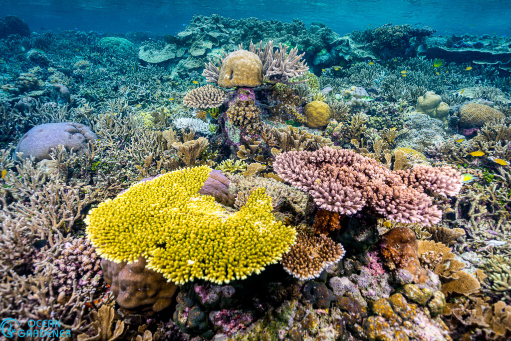 A Healthy coral reef in Raja Ampat