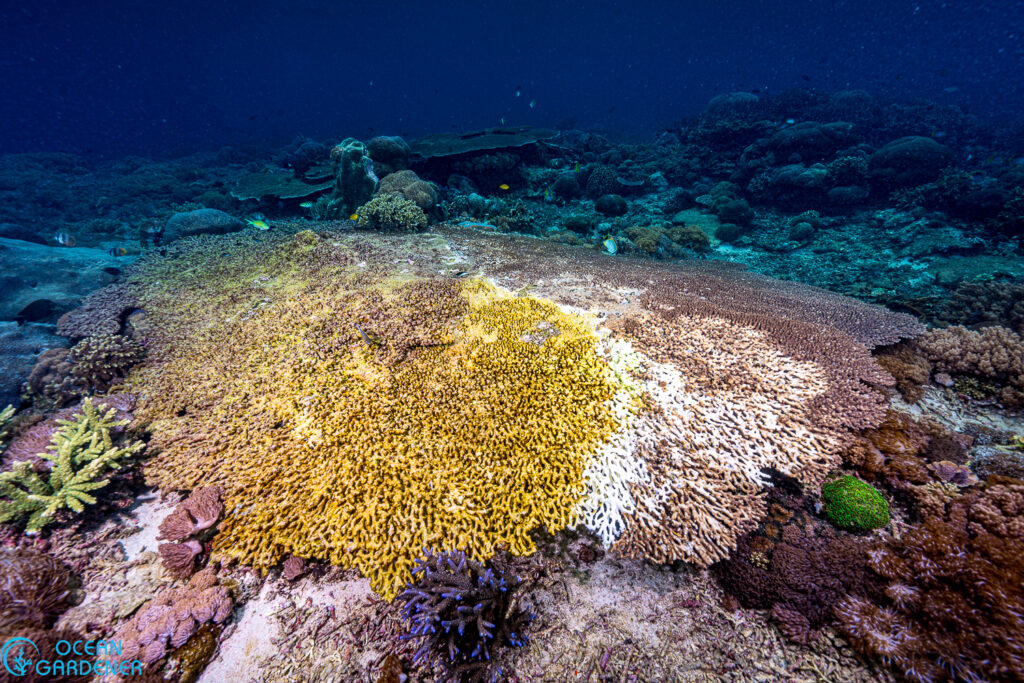 Large table acropora suffering white plague disease