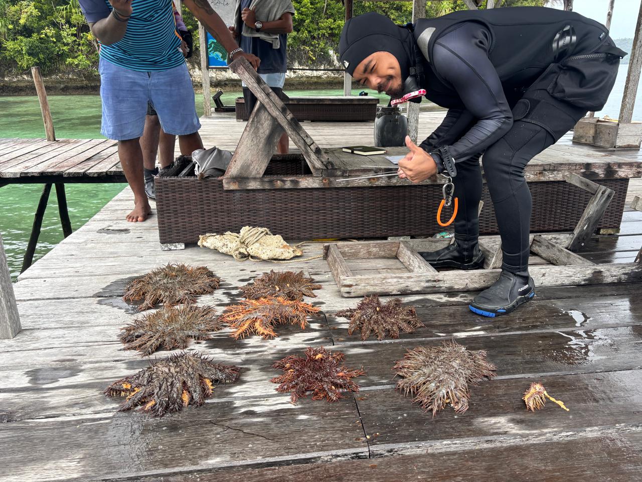 A diver with coral eating crown of thorn starfish removed from coral restoration site 