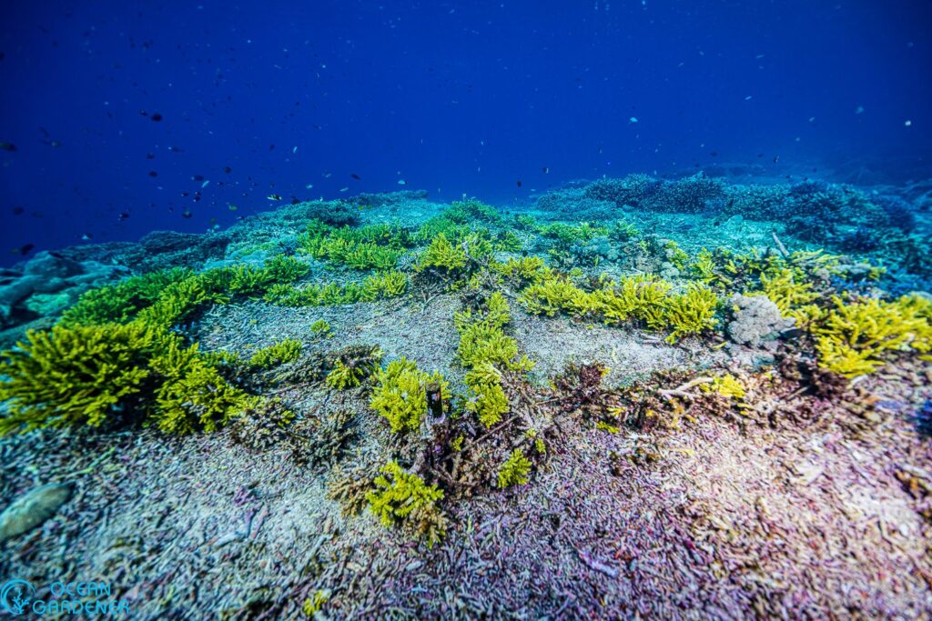Rope and stake coral restoration nursery in Ped, Nusa Penida.